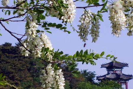 蓝田槐花节是什么时间