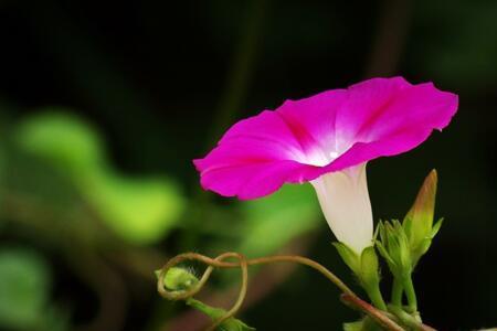 牵牛花妈妈传播种子方法