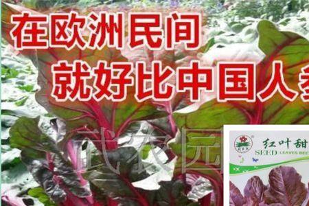 红根达菜和绿根达菜的区别