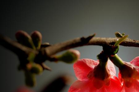 开完花的对花兰怎么养