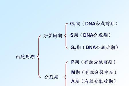 细胞周期长短怎么比较