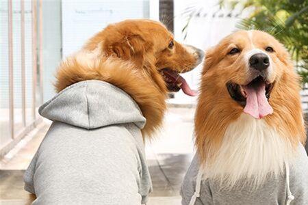 拉布拉多犬多少斤才算成犬了