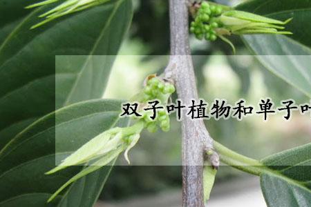 双子叶植物叶片的功能