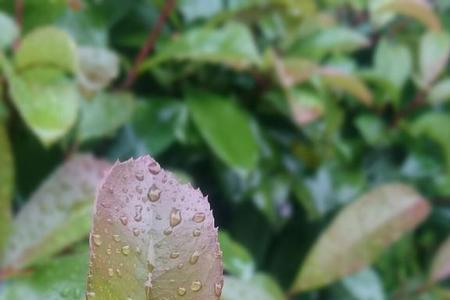 飘飘洒洒的雨比喻春天的