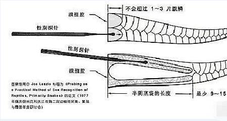 乌梢蛇公母花色