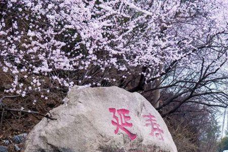 昌平山桃花什么时候开