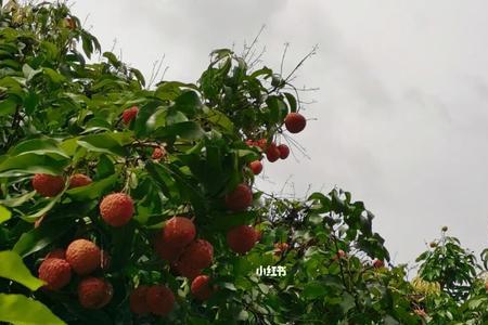 荔枝成熟的天气是什么