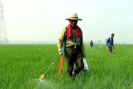 打农药为何要加糖