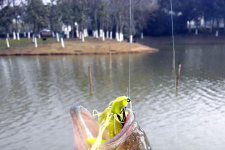 江苏钓海鲈鱼最好地方