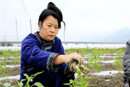 8月份种辣椒要不要育苗