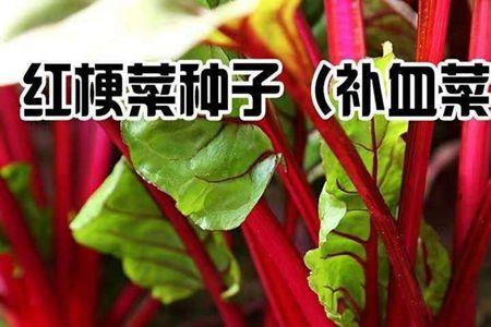 红根菠菜几天能出苗