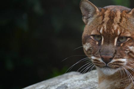 十大凶猛野猫排名