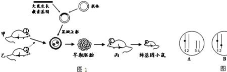 什么是模式生物