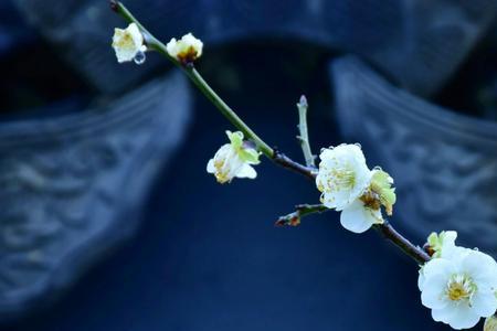 梅花开尽白花开什么意思