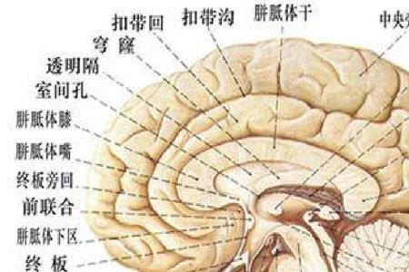 正中面和矢状面区别