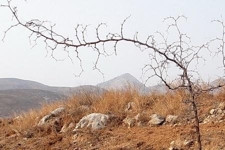 酸枣树几月份停止生长