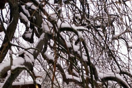 又见飘雪是什么意思