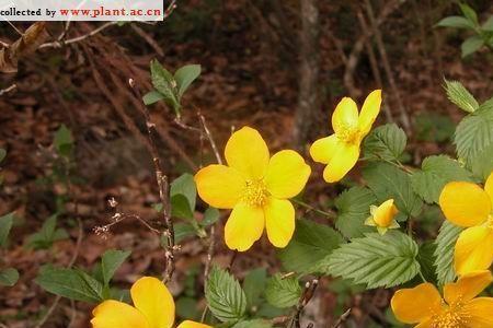 棣萼联芳意思