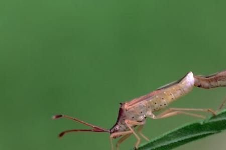 苋菜里面的虫是什么虫