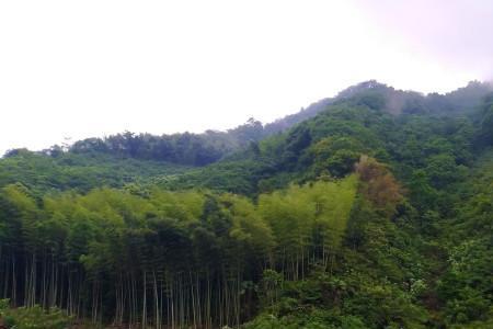 形容大山里空气好的词语