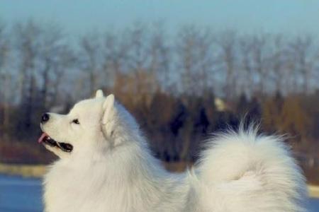 爱斯基摩雪橇犬