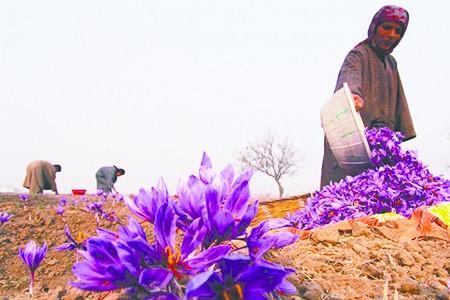 甘肃藏红花的种植