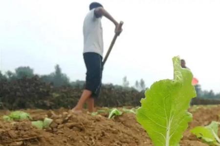 给大白菜施芸苔素几点好好