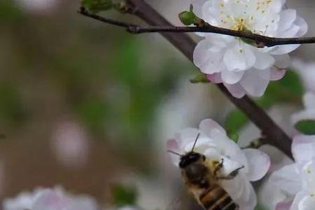 石梅庵的梅花什么时候开阿