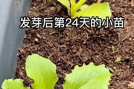 7月份为什么种的生菜不出芽