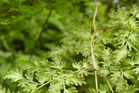 蕨类植物什么时代最繁茂