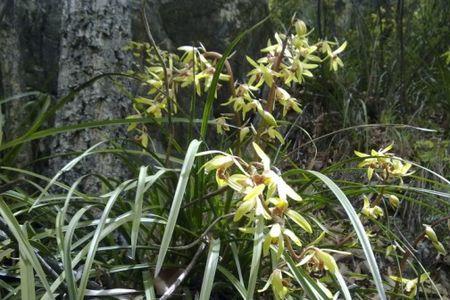 秦岭兰花分布