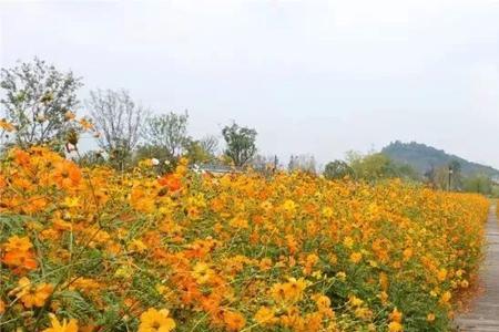 径山花海11月有花开吗