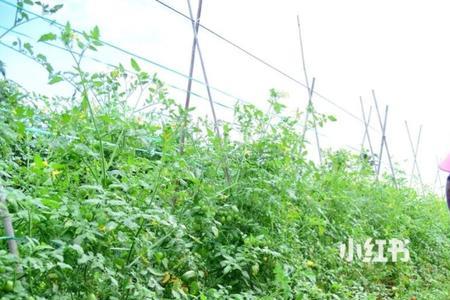 圣女果种植间隔多少厘米