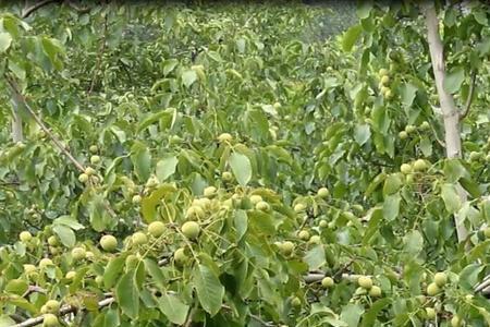 核桃树在湖北省地区可以种植吗