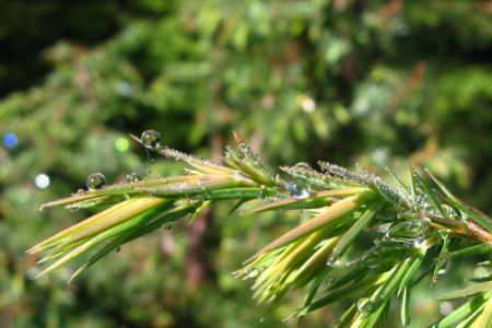 山楂花是裸子植物吗