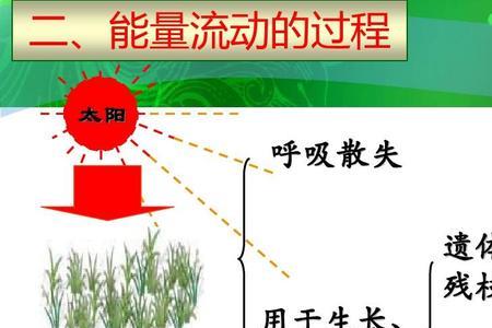 生物能量流动中未利用的能量