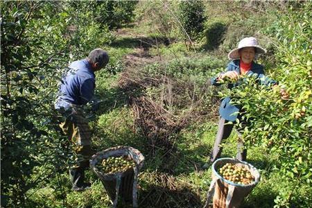 油茶果要种间隔多少米远