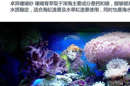 珊瑚死石放进鱼缸前怎样处理