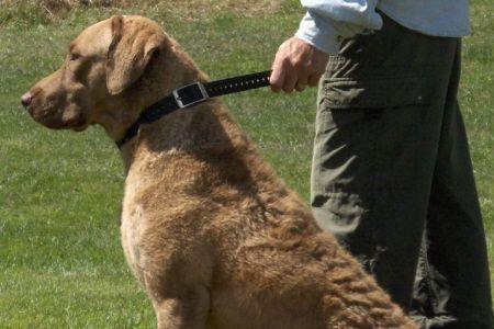 骨沙犬是猎犬吗