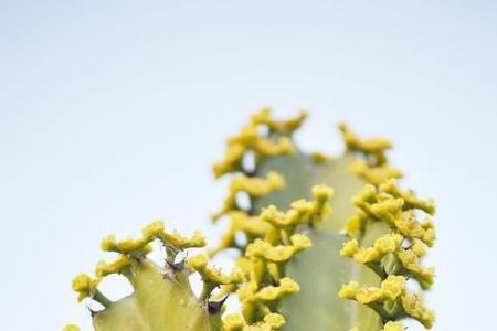 霸王鞭开花预兆