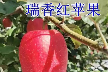 全红苹果什么品种最好