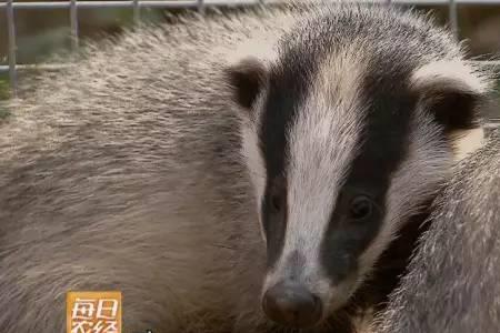 獾子偷吃田里玉米怎么办