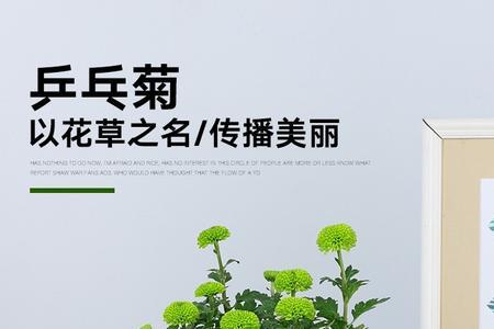 荷兰四季菊一年开几次花