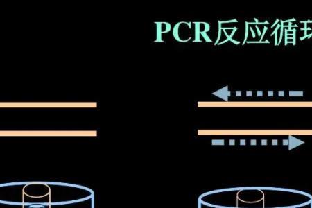 陕西pcr报名流程