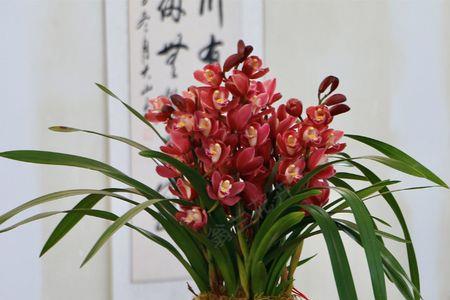 绿植大叶红宝石怎样养殖