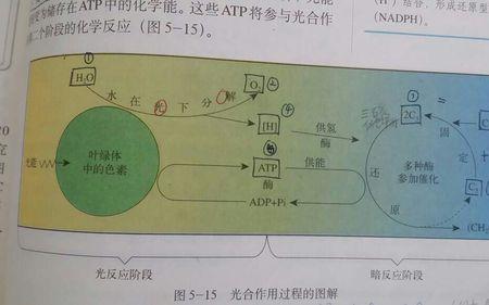 光反应发生的化学反应主要是