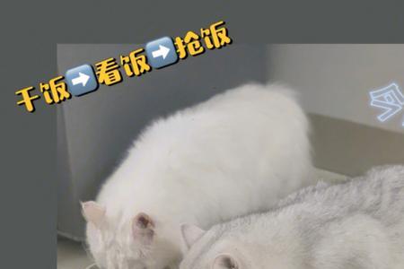 猫可以吃薯条吗