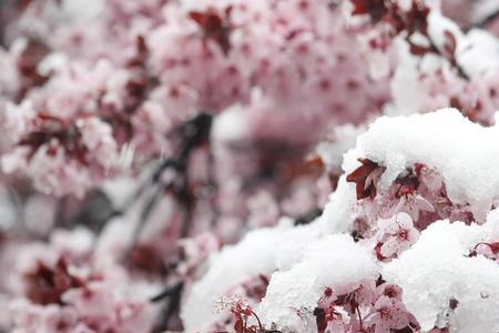 傲雪凌霜是什么动物