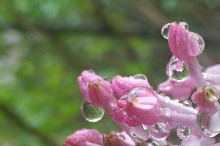 饮雨露的诗句