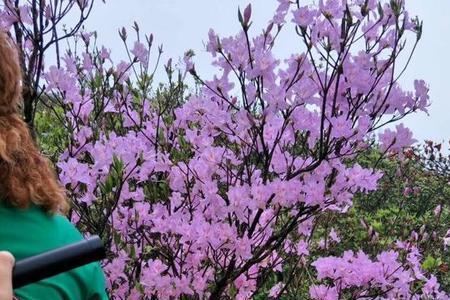 大容山杜鹃花开的季节